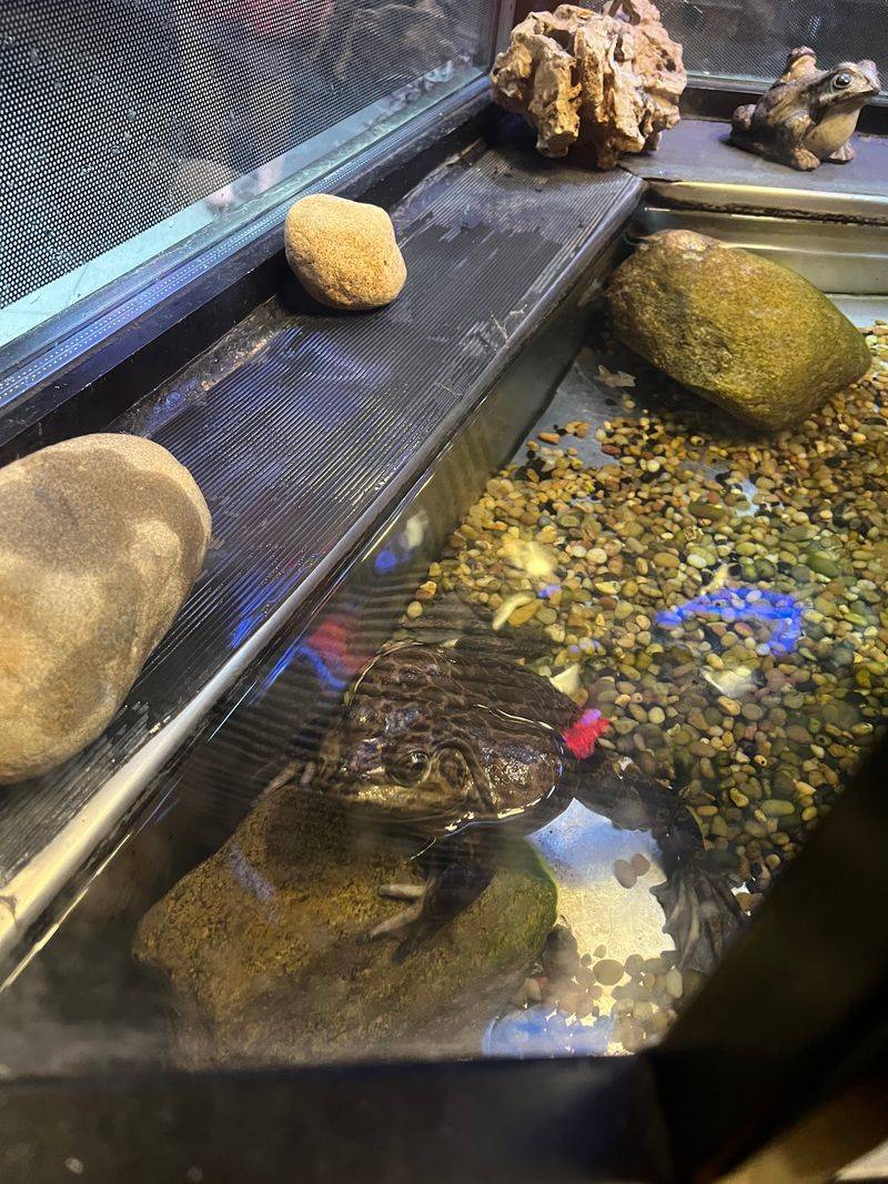 The Live Bullfrogs Sitting Right in the Window The Live Bullfrogs Sitting Right in the Window