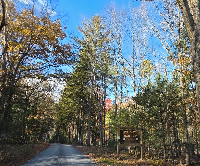 The Lumber Town That Vanished Into the Forest The Lumber Town That Vanished Into the Forest