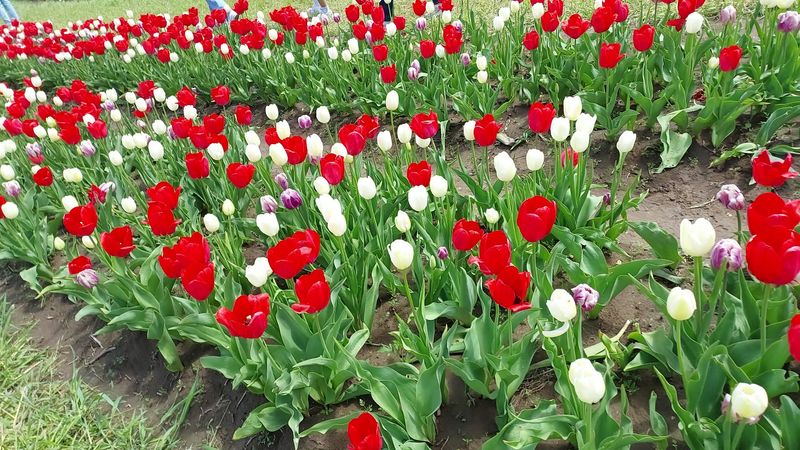 The Midwest Tulip Fest That Started It All The Midwest Tulip Fest That Started It All