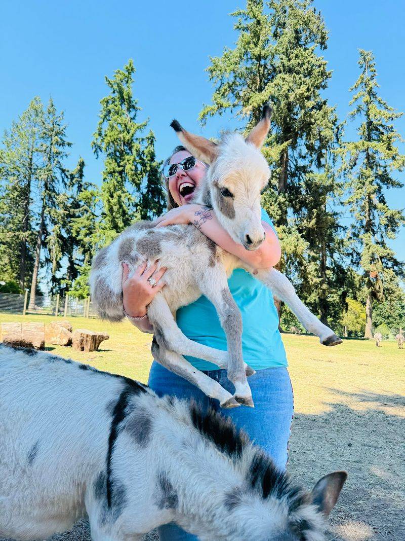 The Mini Donkeys That Steal the Show
