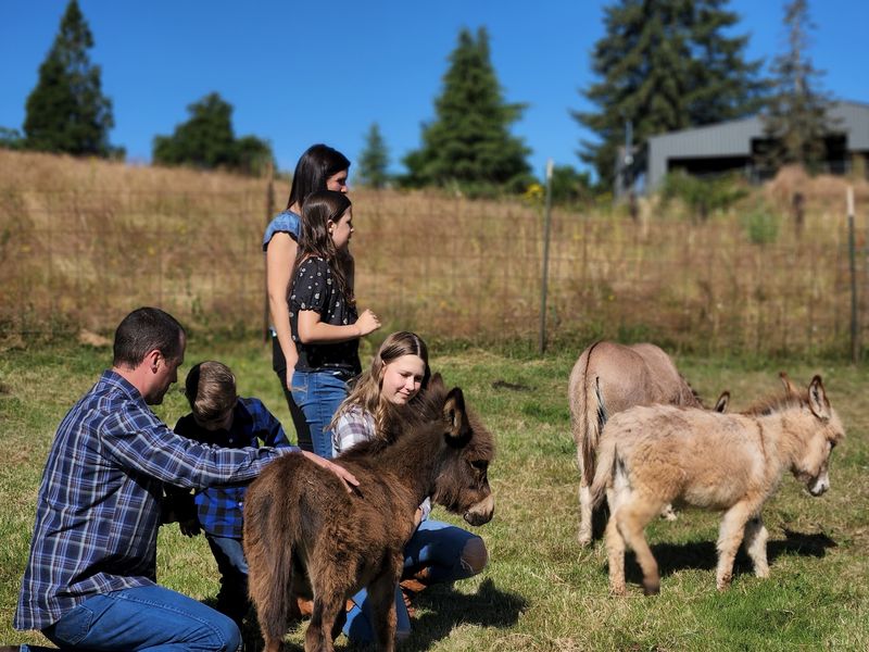 The Miniature Donkey Herd