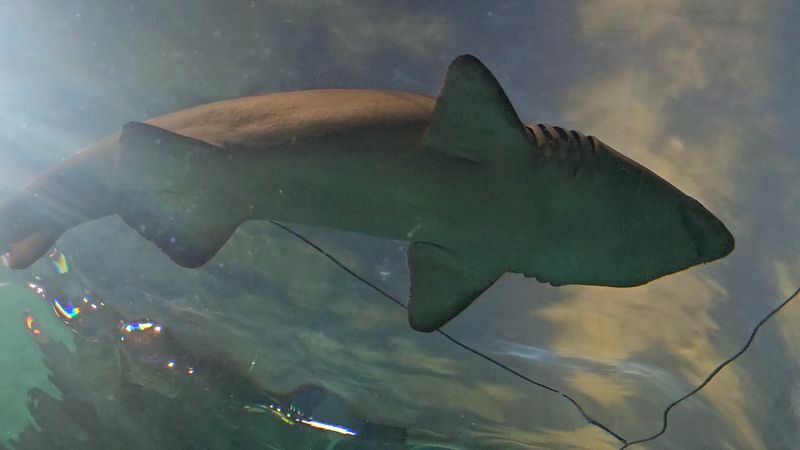 The Moving Walkway Under the Sharks The Moving Walkway Under the Sharks