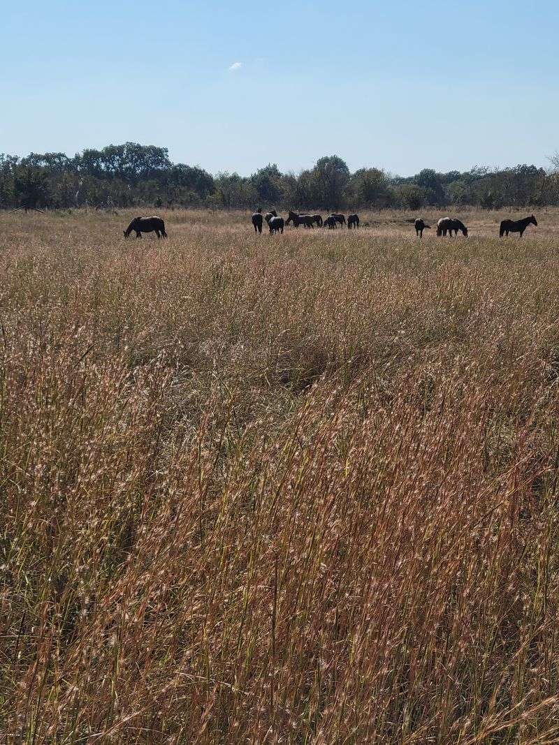 The Mustangs Themselves - Creatures Worth the Drive The Mustangs Themselves - Creatures Worth the Drive