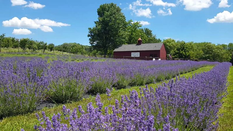 The New Jersey Answer To A Provence Daydream The New Jersey Answer To A Provence Daydream