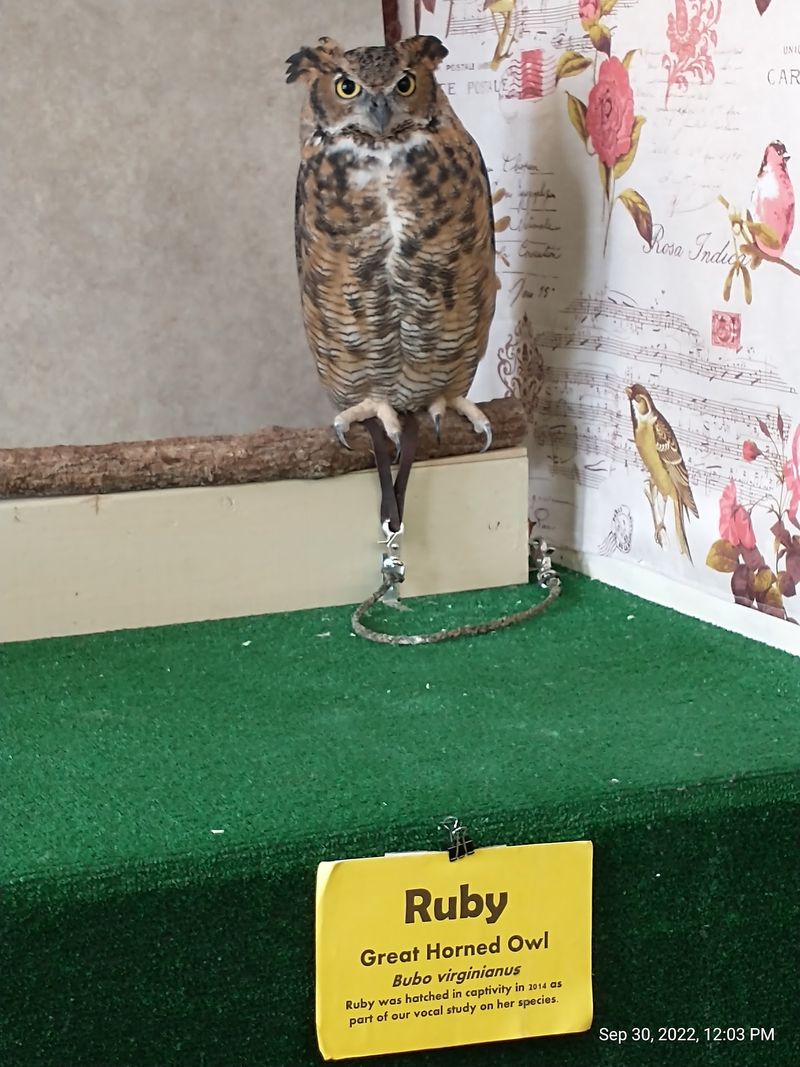 The Nighttime Owl Prowls That Make This Place Truly Unique