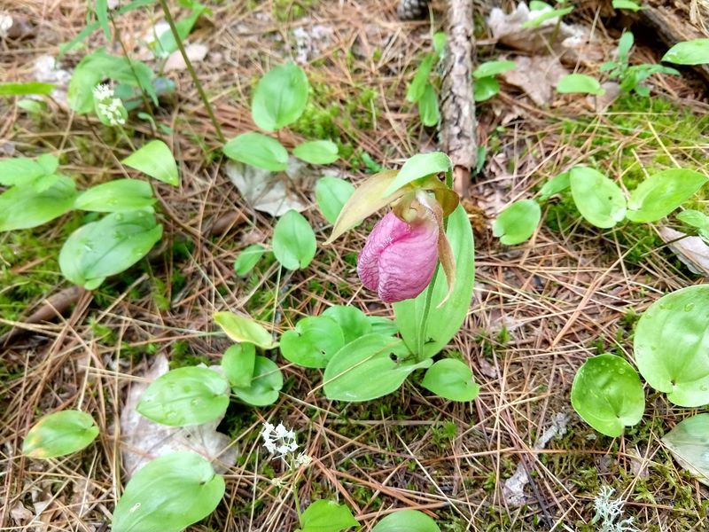 The North Arm Trails and Wildflower Surprises The North Arm Trails and Wildflower Surprises