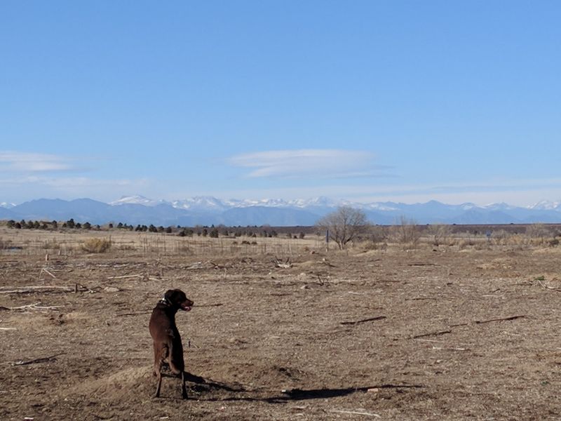 The Off-Leash Dog Park Draw The Off-Leash Dog Park Draw