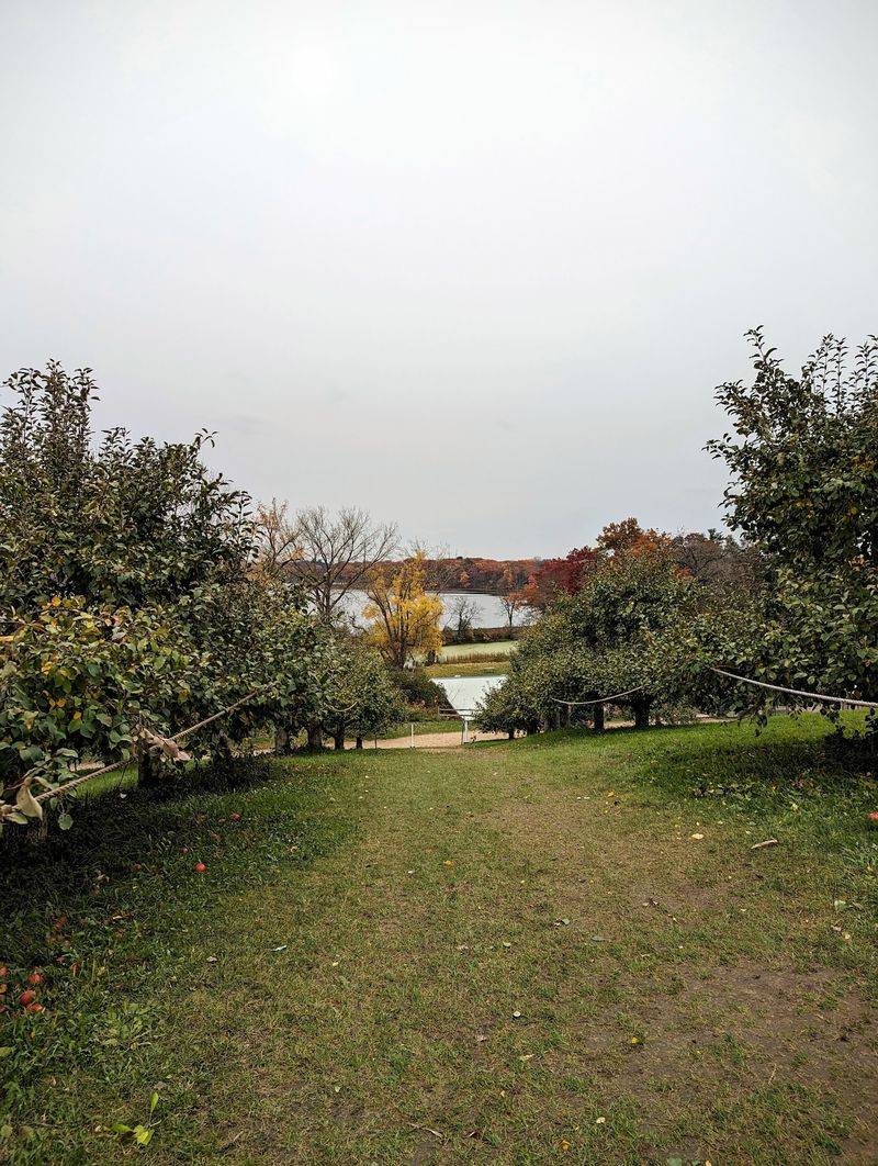 The Orchard Walk Along the Apple Trees The Orchard Walk Along the Apple Trees