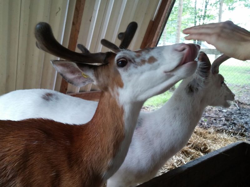 The Origin Story Behind Three Decades of Deer Devotion