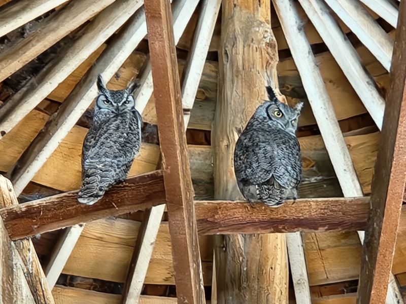 The Owls That Rule the Rafters