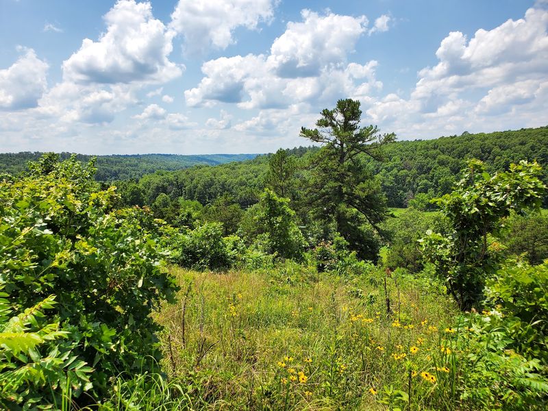 The Ozark Mountain Ecosystem Inside Oklahoma's Border The Ozark Mountain Ecosystem Inside Oklahoma's Border