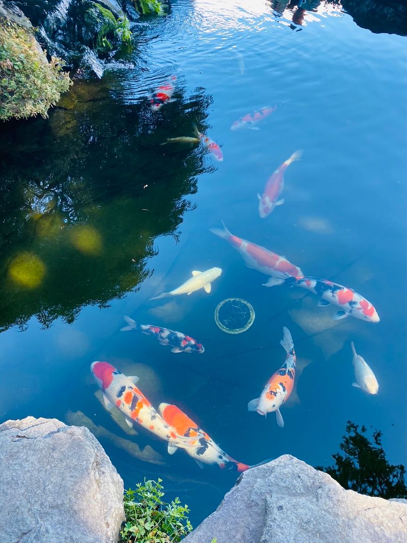 The Peaceful Koi Pond The Peaceful Koi Pond