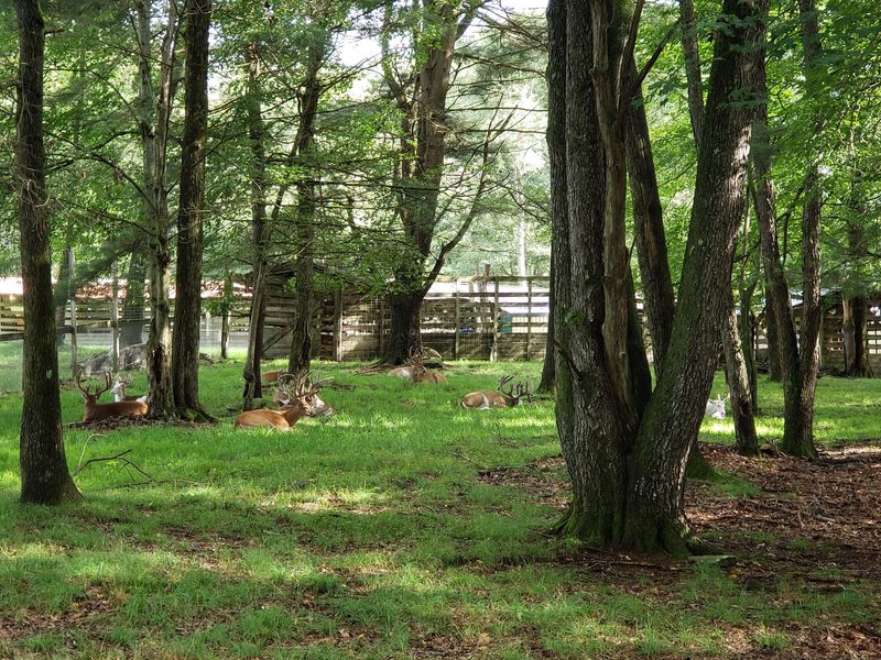 The Pennsylvania Wilds Backdrop That Makes Everything Feel Bigger