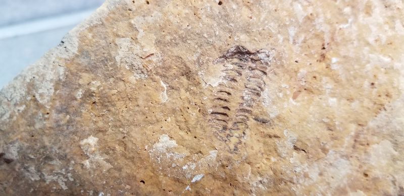 The Pennsylvanian Period Fossil Record Hiding Here The Pennsylvanian Period Fossil Record Hiding Here