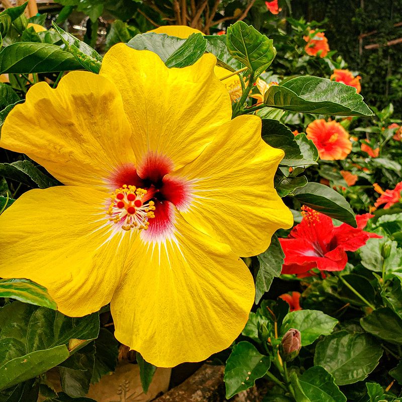 The Plant Selection That Sends Serious Collectors Into a Happy Spiral The Plant Selection That Sends Serious Collectors Into a Happy Spiral