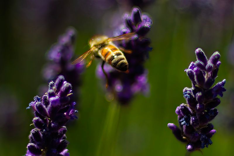 The Pollinator Activity Here Is Genuinely Hard to Overstate