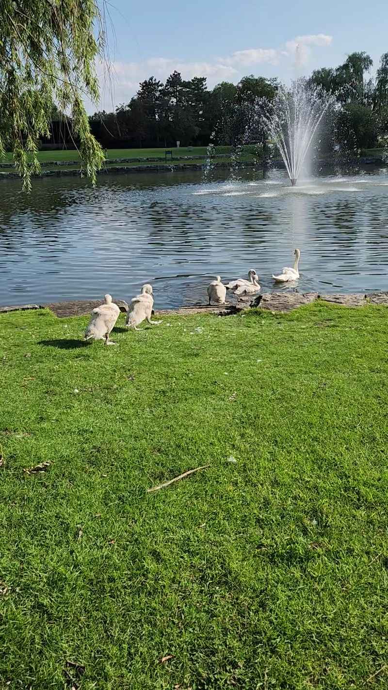 The Pond, the Swans, and the Fountain The Pond, the Swans, and the Fountain