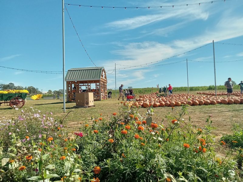 The Pumpkin Patch Hunt The Pumpkin Patch Hunt
