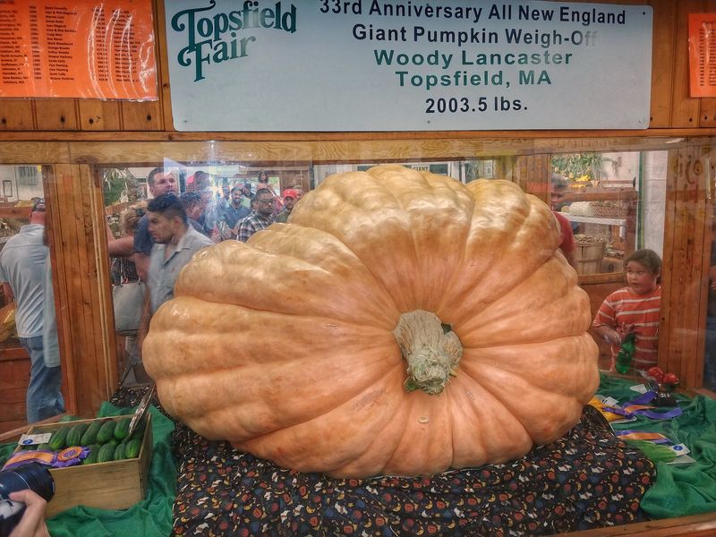 The Pumpkin That Steals the Show