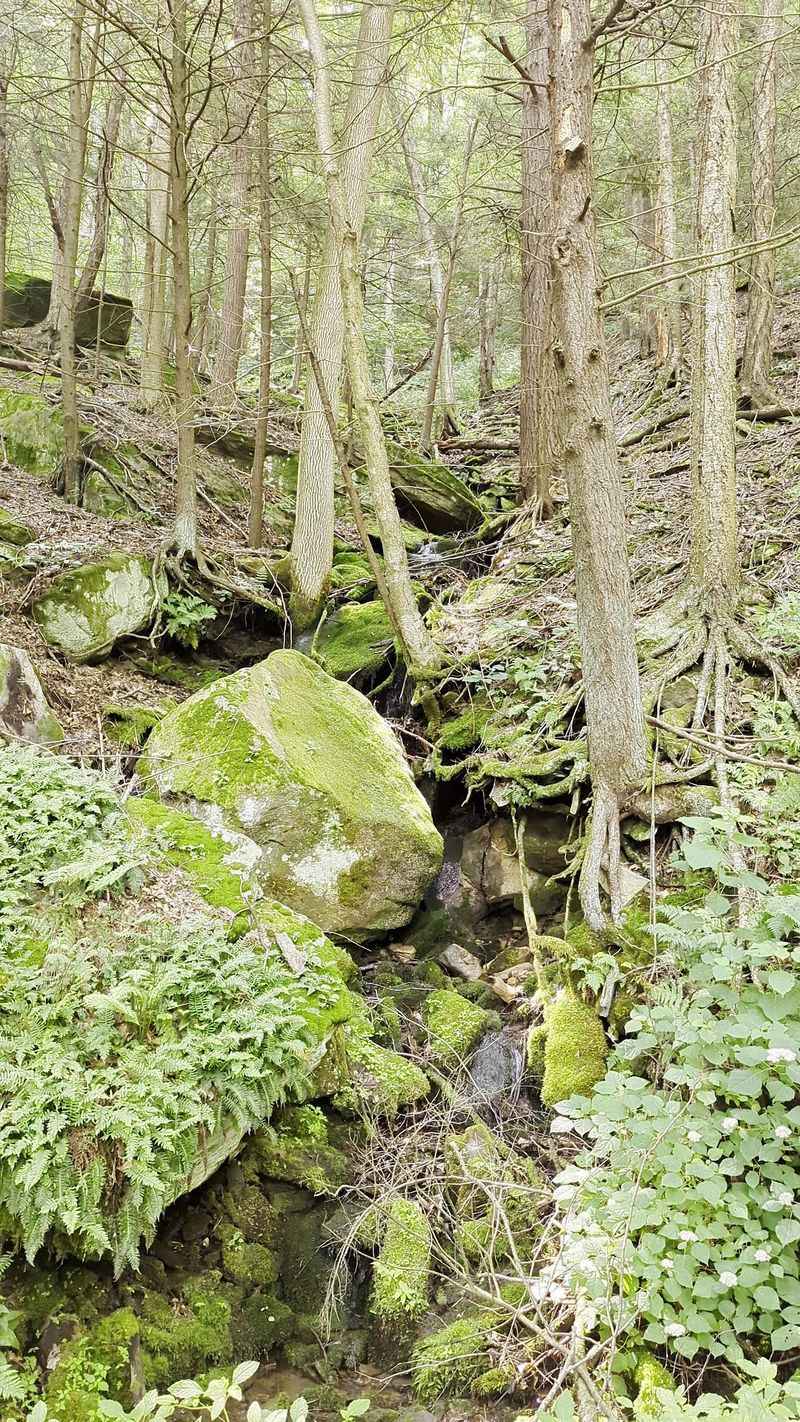 The Quehanna Wild Area and Old-Growth Forest Treasures The Quehanna Wild Area and Old-Growth Forest Treasures