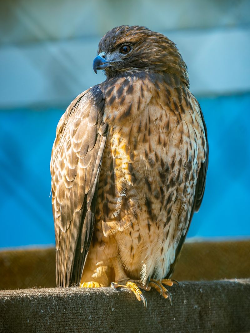 The Raptor Trust, Millington, NJ The Raptor Trust, Millington, NJ