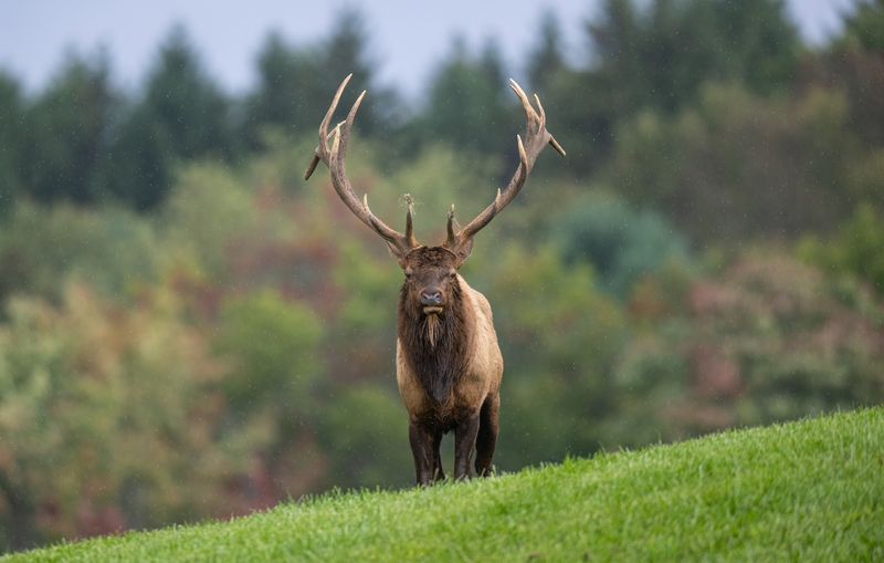 The Remarkable Story Behind How Elk Returned to Pennsylvania The Remarkable Story Behind How Elk Returned to Pennsylvania