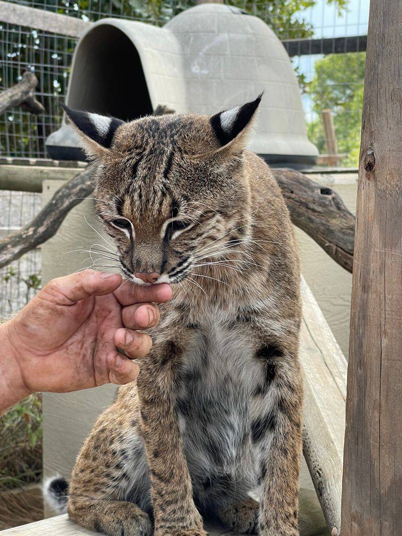 The Rescue Mission Behind Every Animal The Rescue Mission Behind Every Animal