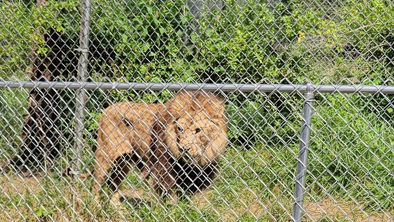 The Rescue Mission Behind Every Enclosure The Rescue Mission Behind Every Enclosure