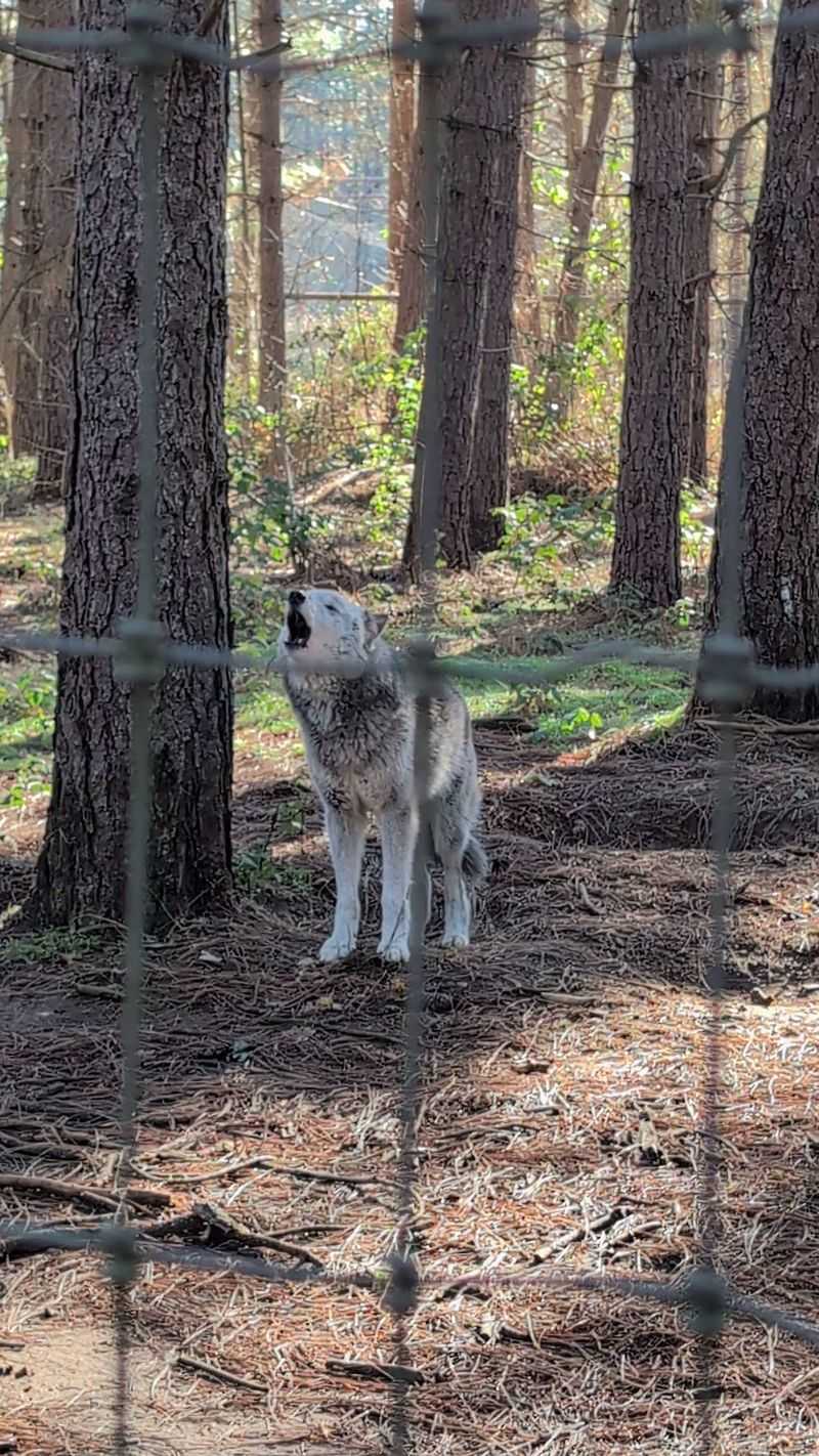 The Rescue Story Behind Every Resident The Rescue Story Behind Every Resident
