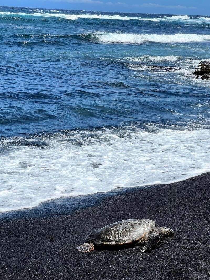 The Rules That Keep the Turtles Safe The Rules That Keep the Turtles Safe