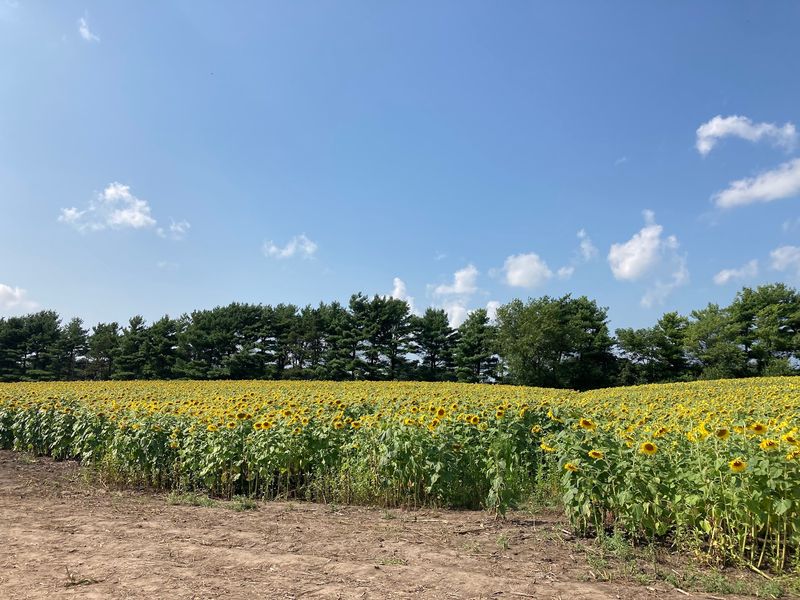 The Scenery Beyond the Sunflowers