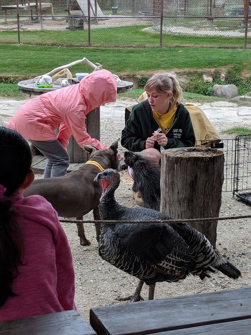 The Small Animal Show and Petting Experience The Small Animal Show and Petting Experience