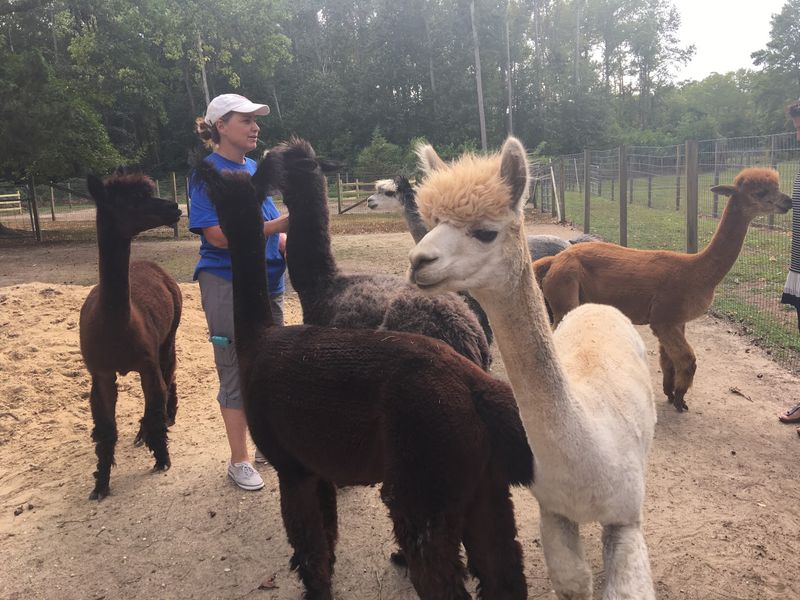 The Small Farm Story Behind the Herd The Small Farm Story Behind the Herd