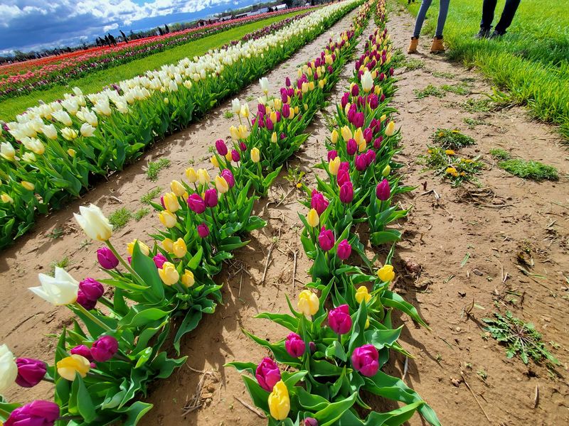 The Small Skill Behind Picking Tulips The Small Skill Behind Picking Tulips