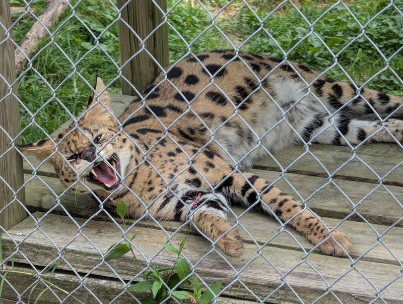 The Smaller Wild Cats and Surprising Neighbors The Smaller Wild Cats and Surprising Neighbors