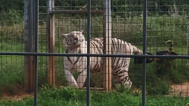 The Snow Tigers Pacing Just Beyond the Railing The Snow Tigers Pacing Just Beyond the Railing