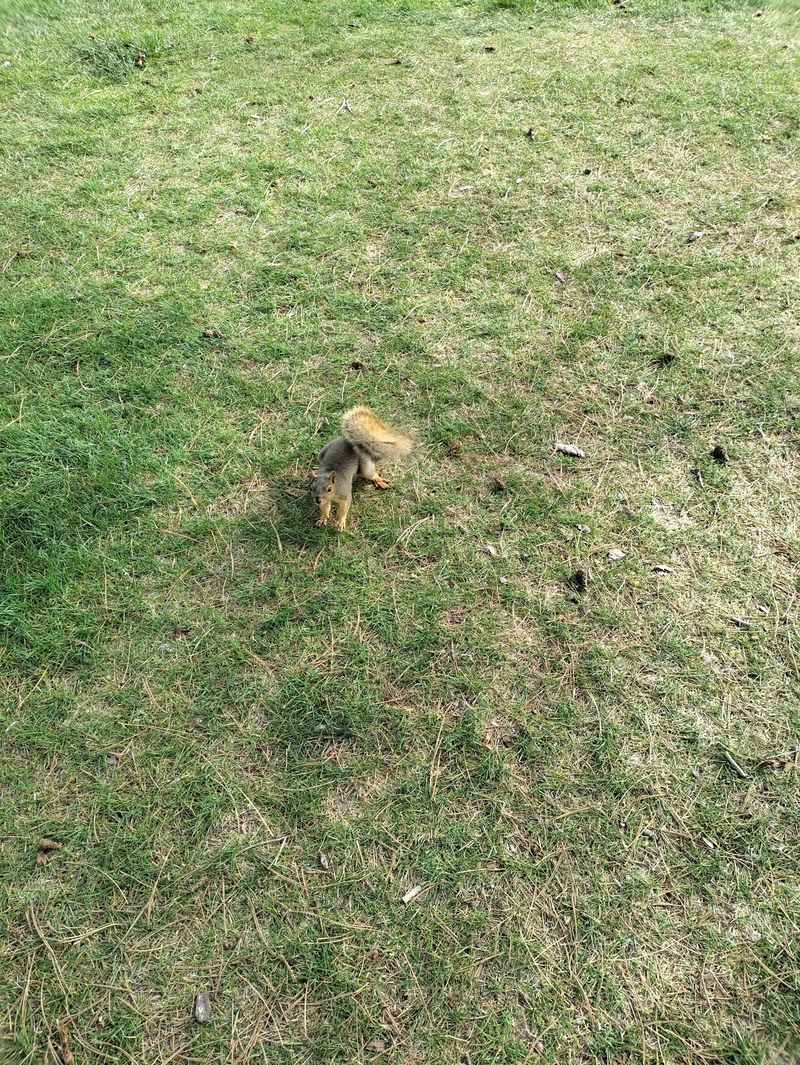 The Squirrels, the Shade, and the Small Details That Make It Memorable The Squirrels, the Shade, and the Small Details That Make It Memorable