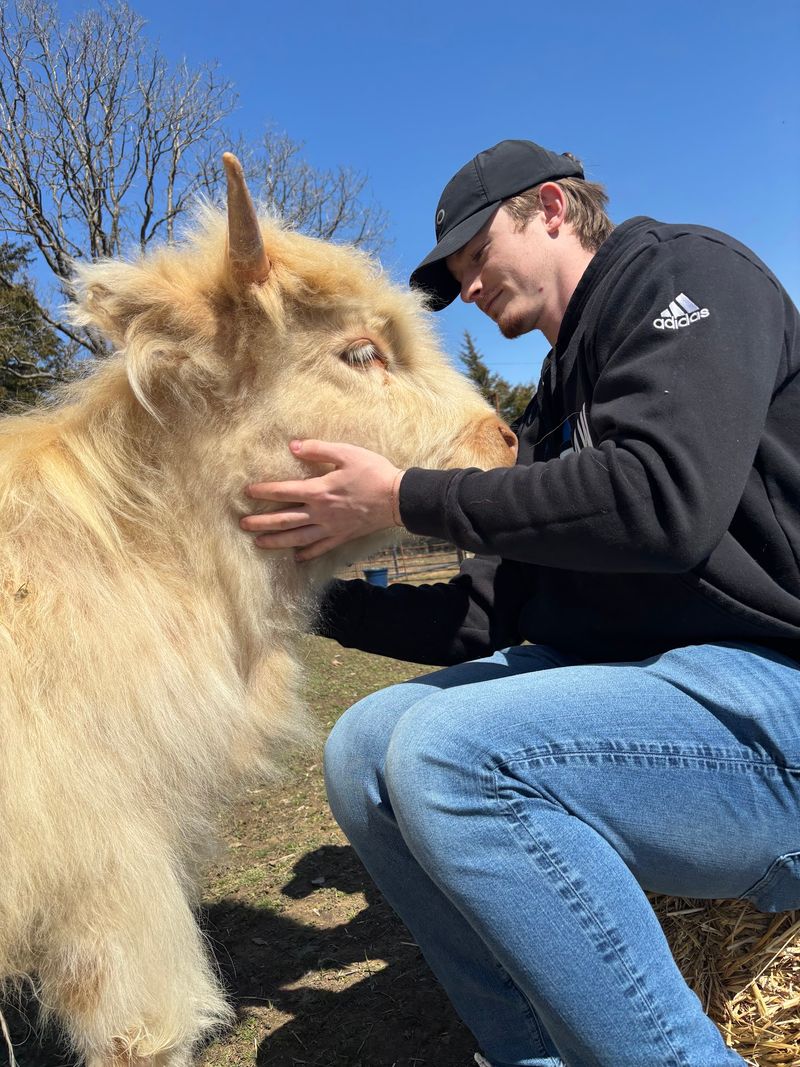 The Star Attraction: Cow Cuddling on a Hilltop The Star Attraction: Cow Cuddling on a Hilltop