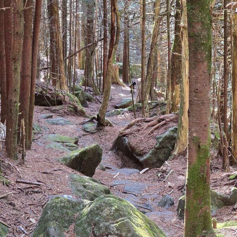 The Steep Little Trail to the Summit The Steep Little Trail to the Summit
