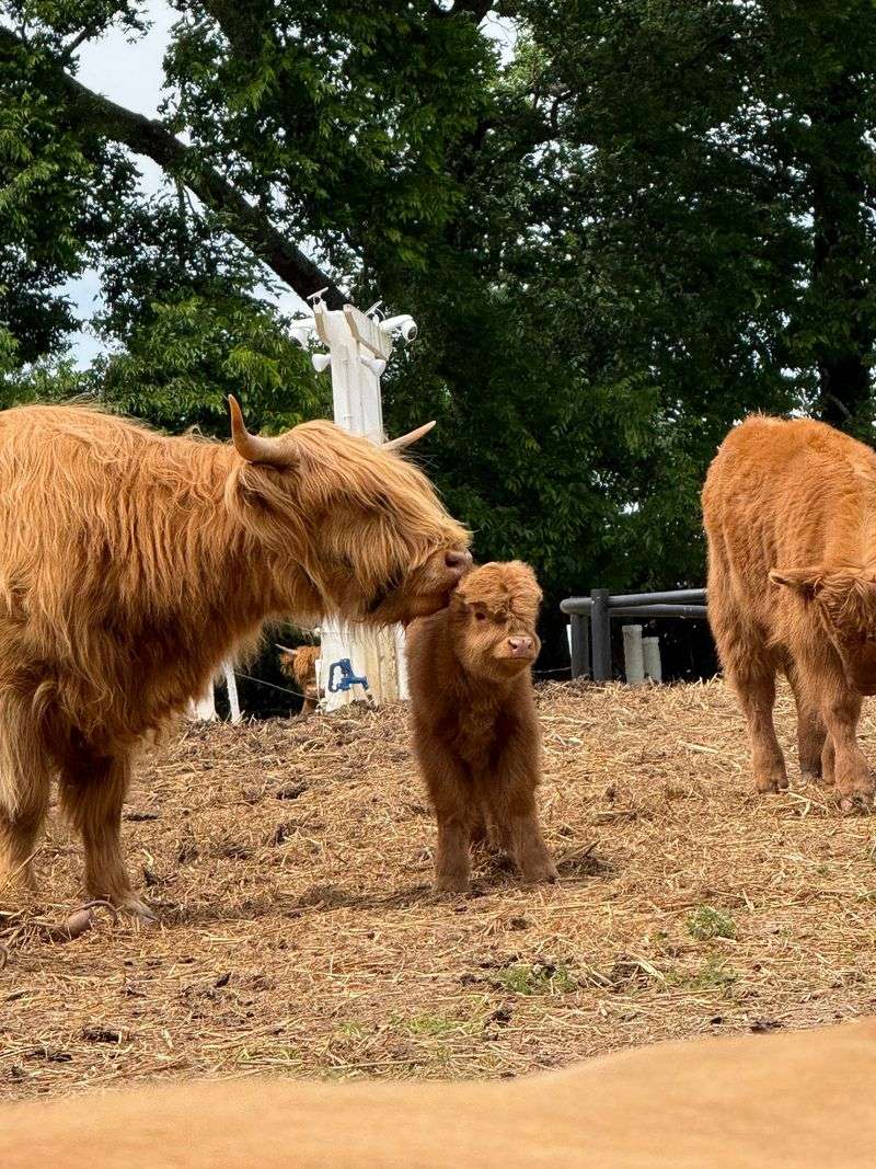 The Story Behind the Herd The Story Behind the Herd