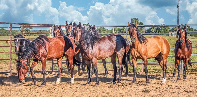 The Story Behind the Ranch and Its Mission The Story Behind the Ranch and Its Mission