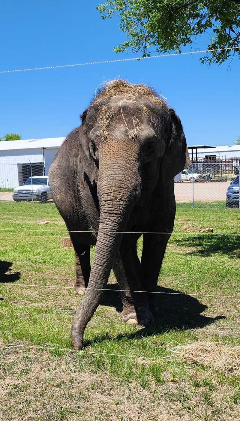 The Story Behind the Sanctuary: Retired Circus Elephants Find a Home The Story Behind the Sanctuary: Retired Circus Elephants Find a Home