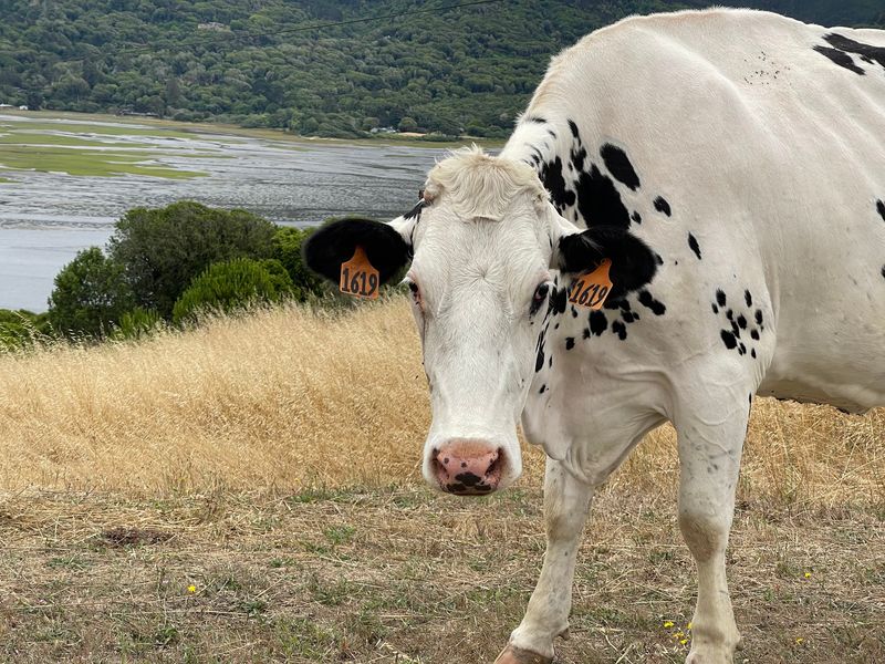 The Story of Three Sisters and Their Happy Cows The Story of Three Sisters and Their Happy Cows