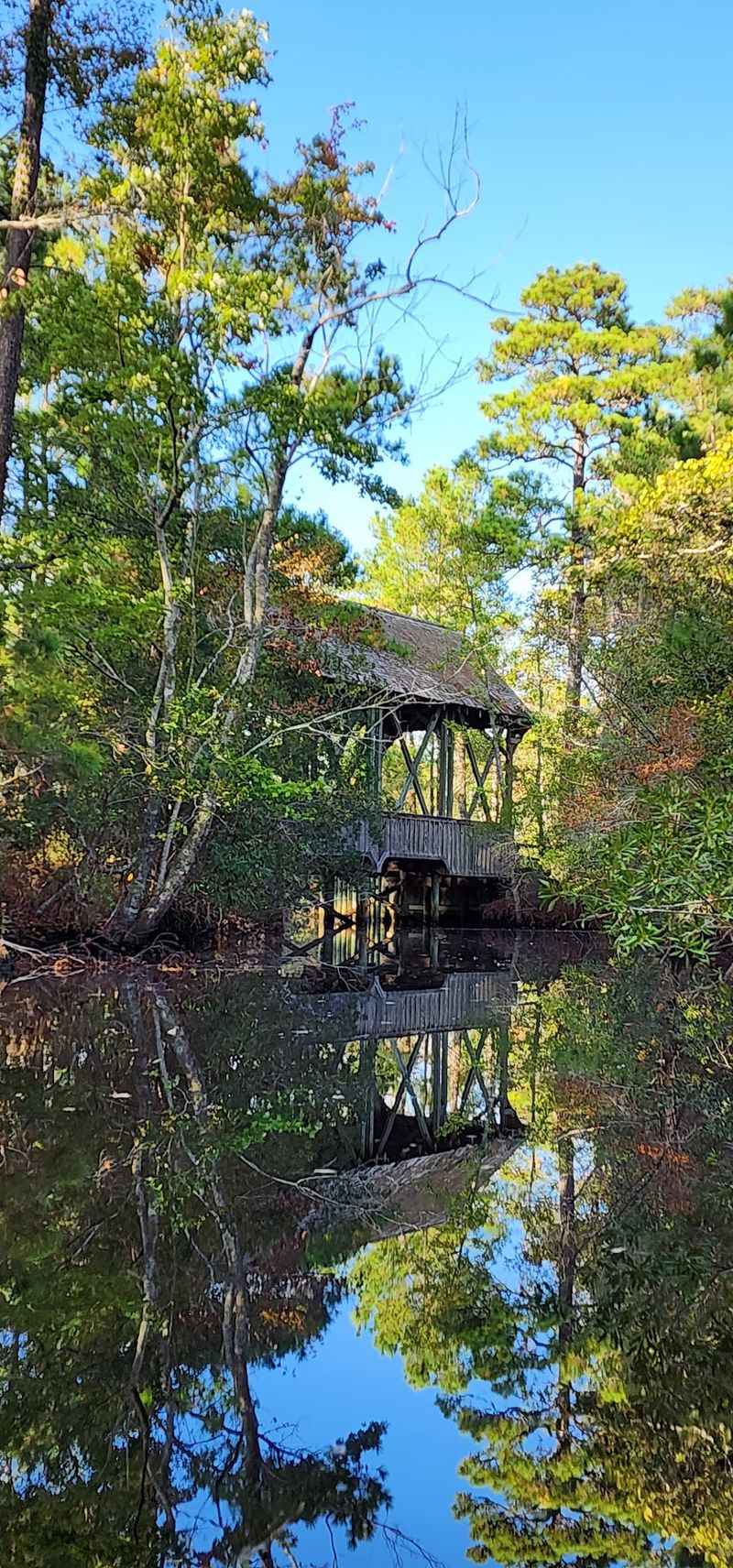 The Story of a Protected Maritime Forest