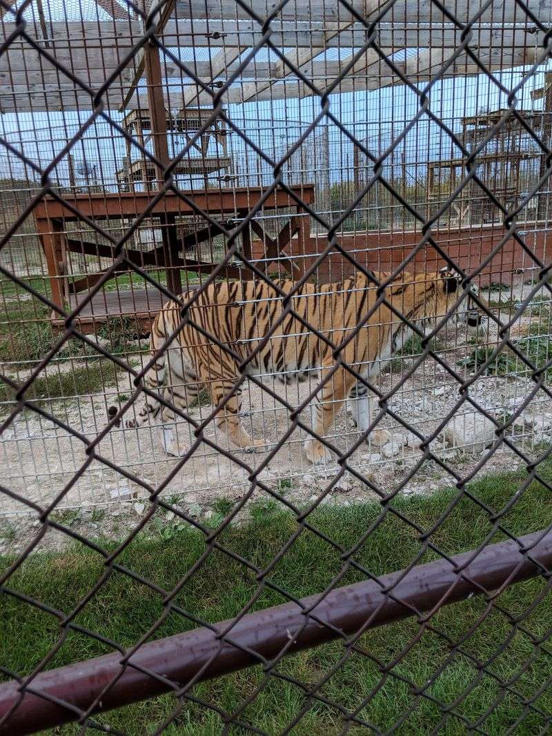 The Tiger - An Unexpected Illinois Neighbor The Tiger - An Unexpected Illinois Neighbor