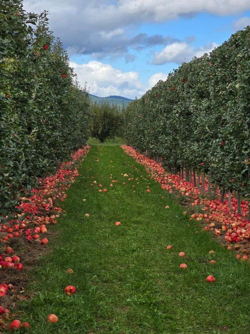 The U-Pick Experience Among the Rows The U-Pick Experience Among the Rows