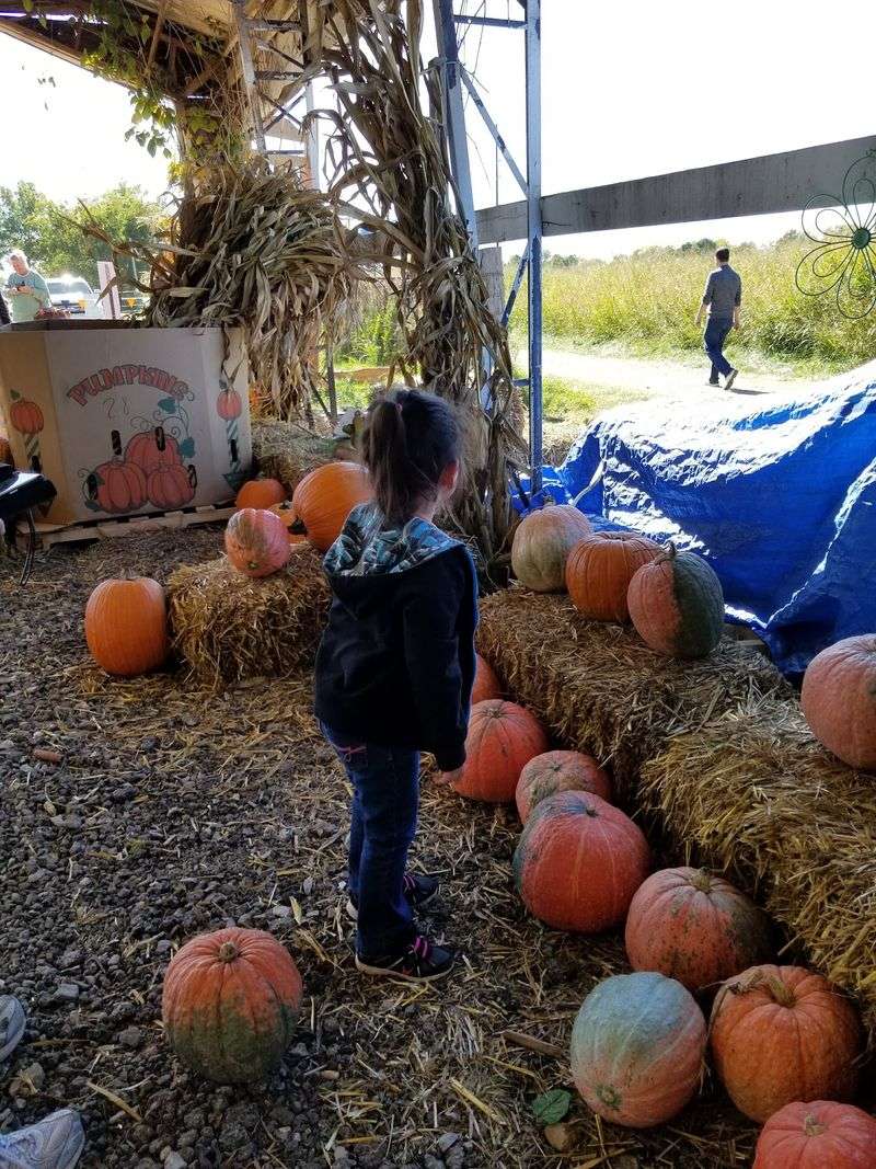 The Vine-Fresh Pumpkin Patch Experience The Vine-Fresh Pumpkin Patch Experience