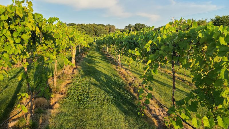 The Vineyard Views That Stop You Mid-Sentence The Vineyard Views That Stop You Mid-Sentence