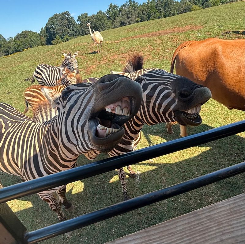 The Wagon Ride Through the Bigger Beasts