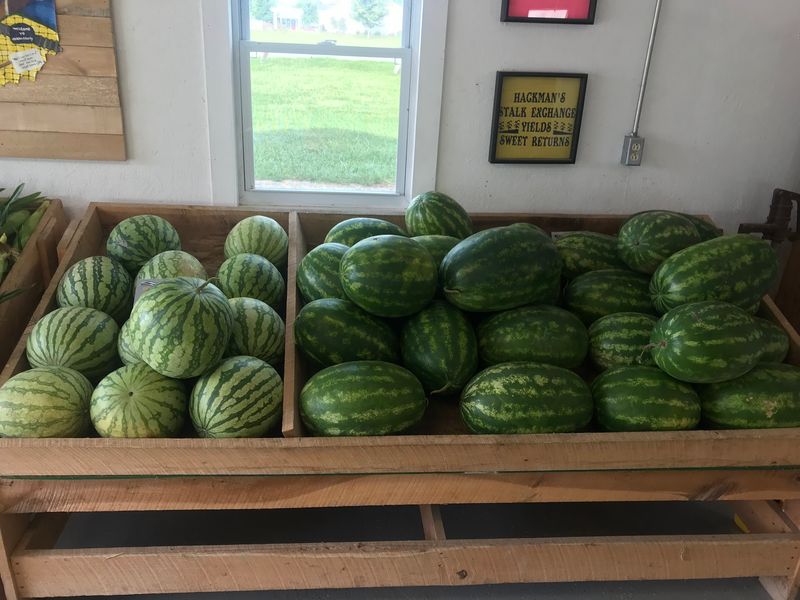 The Watermelons Everyone Talks About The Watermelons Everyone Talks About